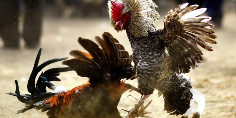 5+ Bí Quyết Đá Gà Cựa Dao Của Những Tay Chơi Lâu Năm Lựa chọn nhiều cửa cược