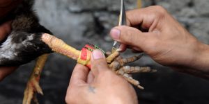 5+ Bí Quyết Đá Gà Cựa Dao Của Những Tay Chơi Lâu Năm