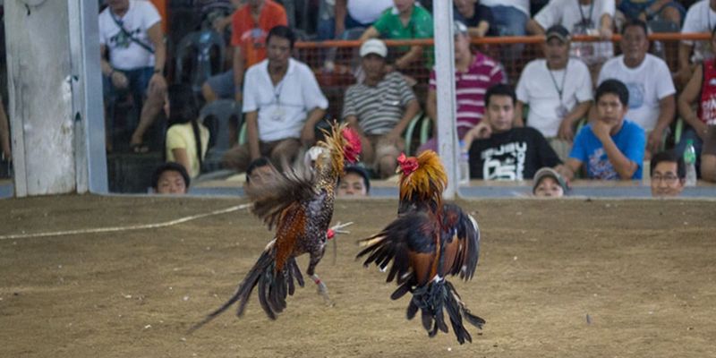 Khám Phá Hình Thức Đá Gà Tre Kịch Tính, Thú Vị Nhất 2025 Khám phá tổng quan thông tin về hình thức đá gà tre