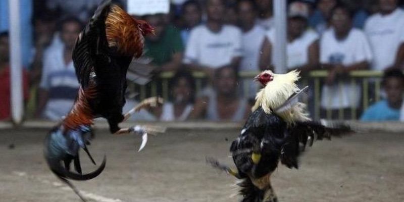 Khám Phá Hình Thức Đá Gà Tre Kịch Tính, Thú Vị Nhất 2025 Luật chơi đá gà tre cơ bản, dễ hiểu dành cho người chơi